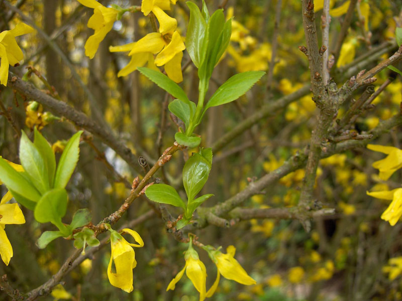 Border Forsythia
